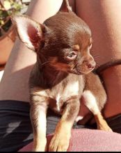 EXCELLENT ASTOUNDING CHIHUAHUA PUPPIES FOR GREAT HOMES
