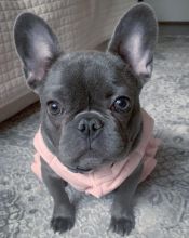 French bull dog puppies for good re homing to interested homes.