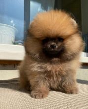 Pomeranian puppies available in good health condition for new homes