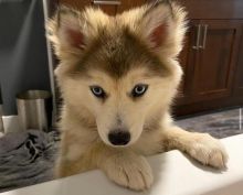 Pomsky puppies available in good health condition for new homes