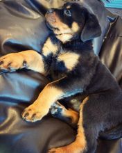 Rottweiler puppies available in good health condition for new homes
