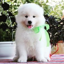 Samoyed puppies, male and female for adoption