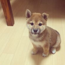 Shiba inu puppies available in good health condition for new homes