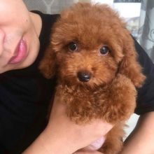 Two Angelic Toy poodle puppies available in good health condition for new homes