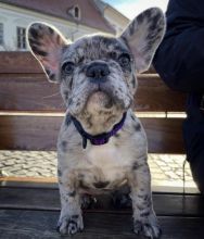 Cute Lovely Frenchie Puppies male and female for adoption Image eClassifieds4U