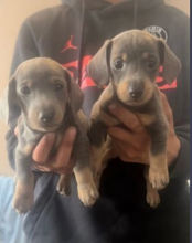 7 miniature dachshunds available for sale