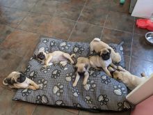 adorable pug puppies ready for loving homes...