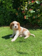 Beautiful litter of Cavalier King Charles Spaniel pups for ADOPTION.!!!