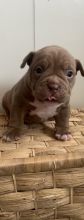 Cute AMERICAN BULLDOG puppies for Adoption