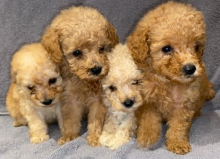 Fluffy Cavapoochon Puppies!
