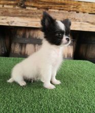 Male and female Papillon puppies available