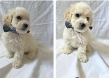 Maltipoo puppies available for sale