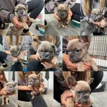 Outstanding French bulldog pups for ADOPTION !!!