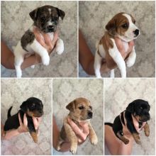 Stunning Miniature jack russell puppies ready for ADOPTION..!!!