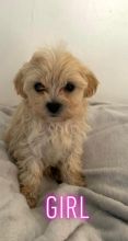 Tiny beautiful Maltipoo puppies for adoption..!!!