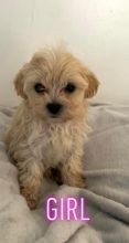 Tiny beautiful Maltipoo puppies for adoption..!!!