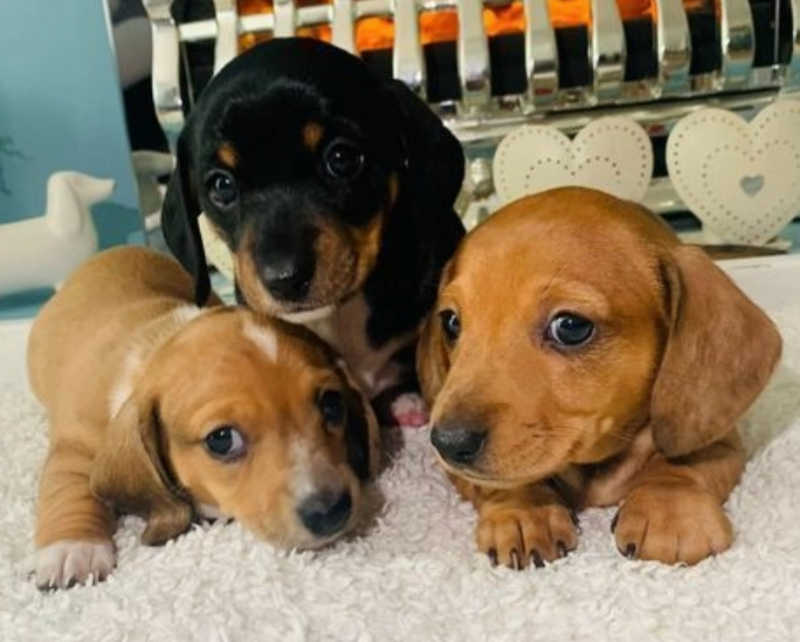 7 miniature dachshunds available for sale Image eClassifieds4u