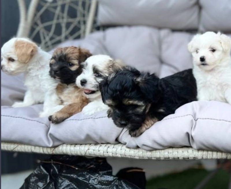 Adorable Morkie puppies for sale Image eClassifieds4u
