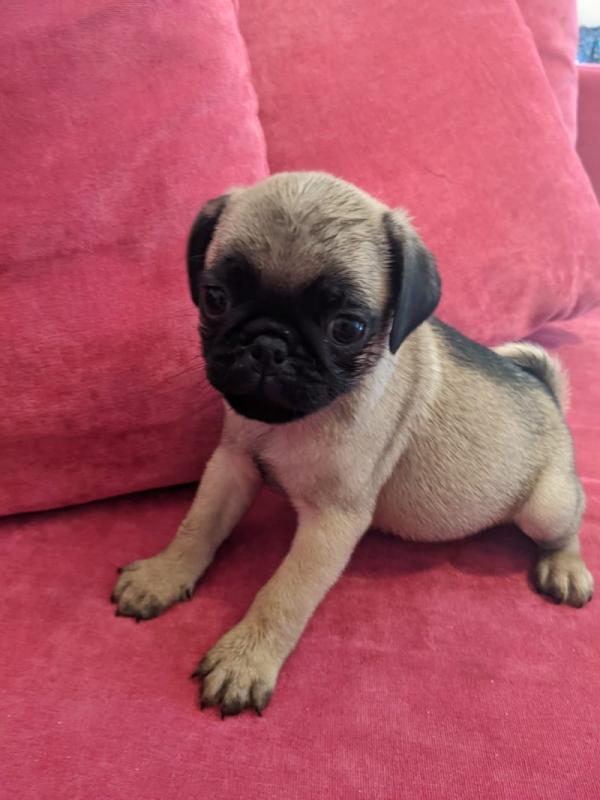 adorable pug puppies ready for loving homes... Image eClassifieds4u