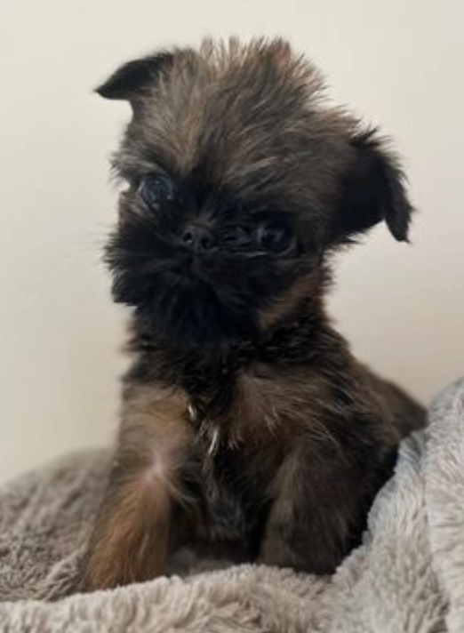 Brussel Griffon puppies for sale Image eClassifieds4u