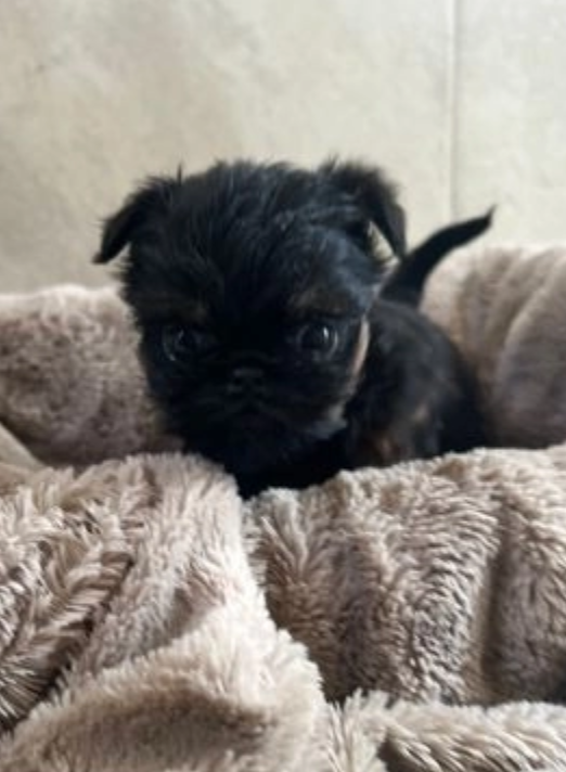 Brussel Griffon puppies for sale Image eClassifieds4u