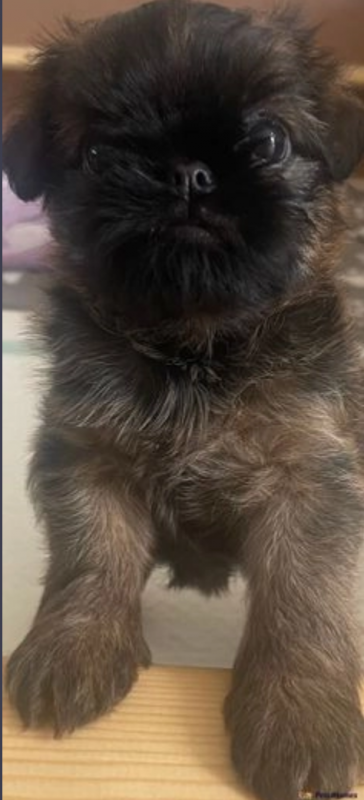Brussel Griffon puppies for sale Image eClassifieds4u