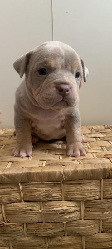 Cute AMERICAN BULLDOG puppies for Adoption Image eClassifieds4u