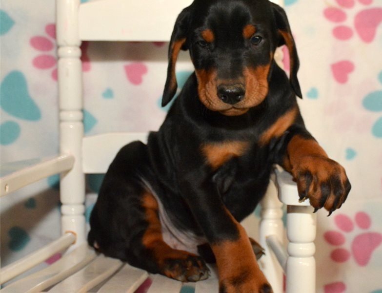 Excellence lovely Male and Female doberman Puppies for adoption Image eClassifieds4u