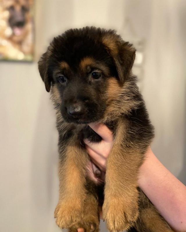 Full pedigree German shepherd puppies READY FOR ADOPTION..!!!! Image eClassifieds4u