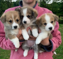 Welsh Corgi Pembroke available for sale Image eClassifieds4u 2