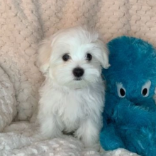 5 generation pedigree Maltese KC reg boys and girls for sale Image eClassifieds4u 2