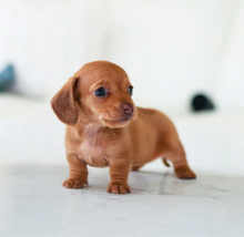 7 miniature dachshunds available for sale Image eClassifieds4u 2