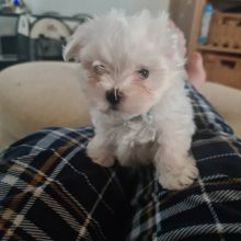 Adorable Maltese puppies ready for new homes !!! Image eClassifieds4u 3