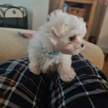 Adorable Maltese puppies ready for new homes !!! Image eClassifieds4u 4
