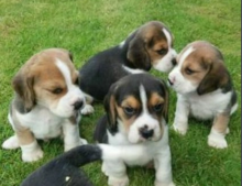 Beagle puppies for sale Image eClassifieds4u 4