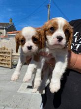 Beautiful litter of Cavalier King Charles Spaniel pups for ADOPTION.!!! Image eClassifieds4u 2