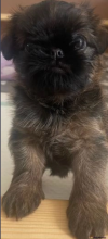 Brussel Griffon puppies for sale Image eClassifieds4u 3