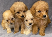 Fluffy Cavapoochon Puppies! Image eClassifieds4U