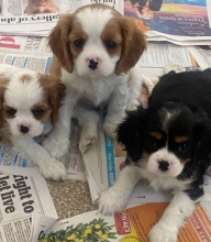 Health Tested Cavalier King Charles Spaniels Image eClassifieds4u 3