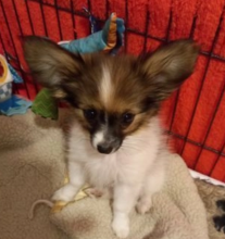 Male and female Papillon puppies available Image eClassifieds4u 2