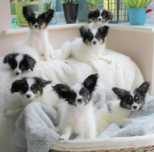Male and female Papillon puppies available Image eClassifieds4u 3