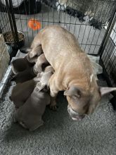 Outstanding French bulldog pups for ADOPTION !!! Image eClassifieds4u 3