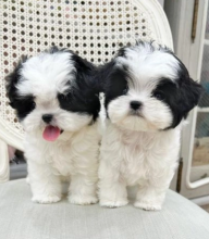 SHIH TZU pedigree puppy chocolate, white & black Image eClassifieds4u 2
