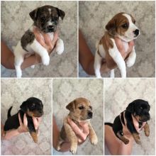 Stunning Miniature jack russell puppies ready for ADOPTION..!!! Image eClassifieds4u 1
