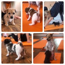 Stunning Miniature jack russell puppies ready for ADOPTION..!!! Image eClassifieds4u 2