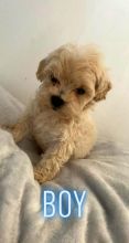 Tiny beautiful Maltipoo puppies for adoption..!!! Image eClassifieds4u 2