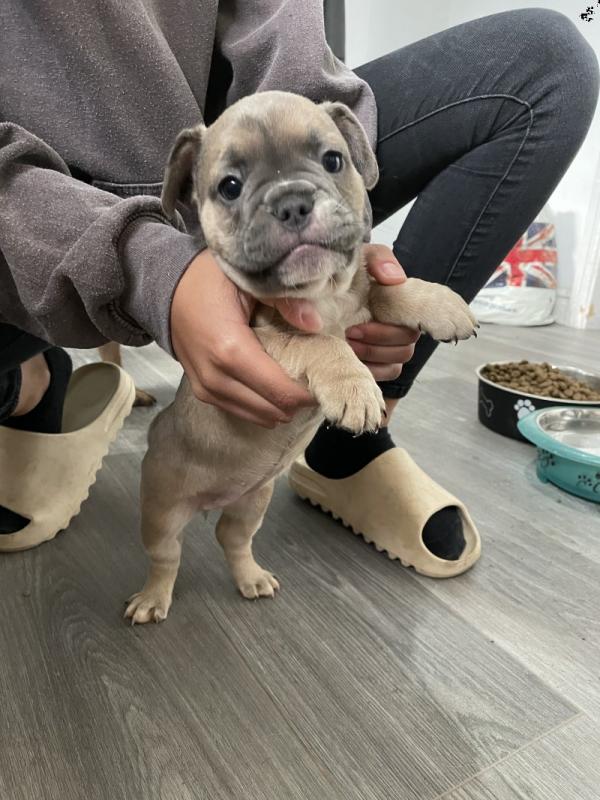 Outstanding French bulldog pups for ADOPTION !!! Image eClassifieds4u