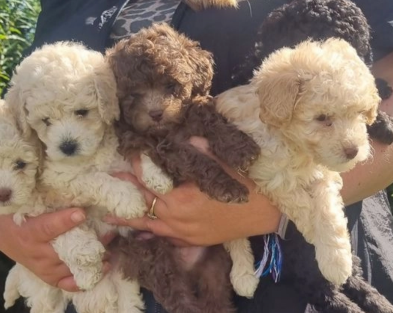 Stunning litter of Toy Poodle puppies Image eClassifieds4u