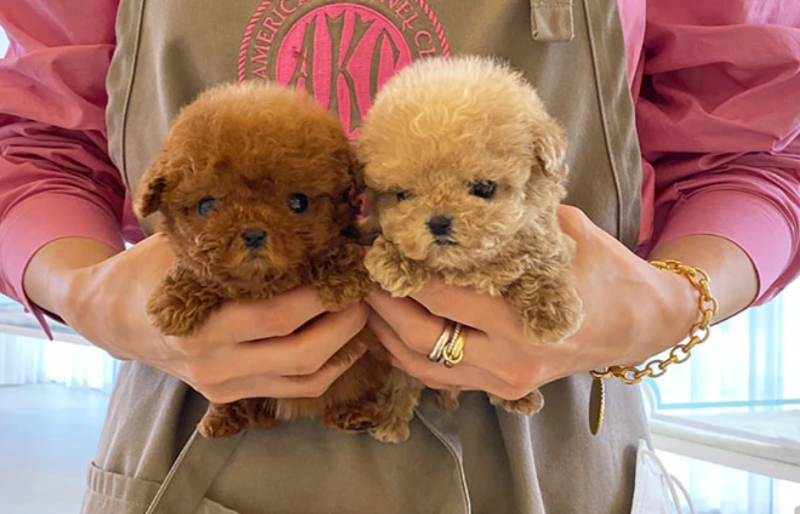 Stunning litter of Toy Poodle puppies Image eClassifieds4u