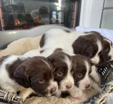 English Springer Spaniel Puppies ready for loving homes only !!!!